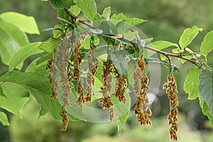 Epaulette tree Pterostyrax hispidus, small ribbed fruits photo